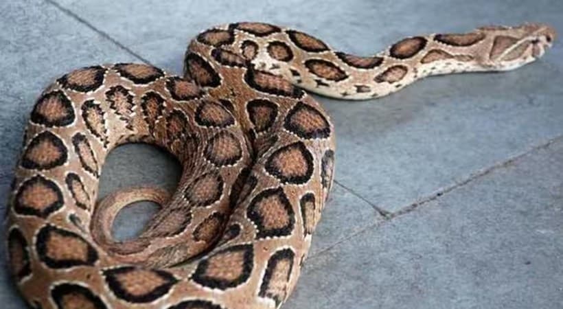Nurse bitten by snake:ചാലിശേരിയില് സര്ക്കാര് ജനകീയ ആരോഗ്യകേന്ദ്രത്തില് നഴ്സിന് അണലിയുടെ കടിയേറ്റു
