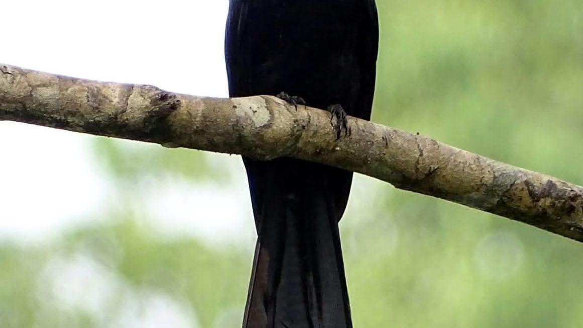 Mimicking Bird: ഇരുപത് തരം പക്ഷികളുടെ ശബ്ദം അനുകരിക്കും, പൂച്ചയായി വിളിക്കും; ജഗജില്ലിയാണ് ഇരട്ടവാലൻ