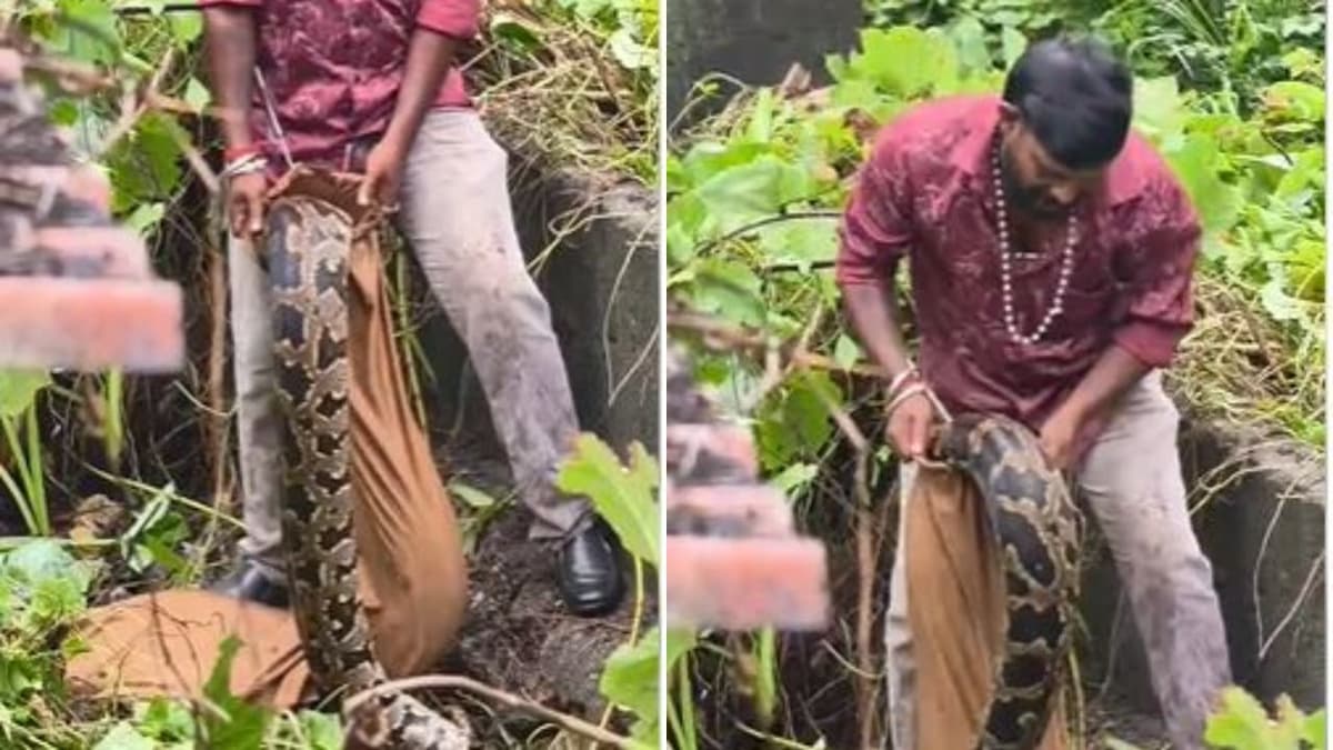 Python caught in Kilimanoor:കിളിമാനൂരിൽ 50 കിലോ തൂക്കമുള്ള പെരുമ്പാമ്പിനെ പിടികൂടി; പിടികൂടുന്നതിനിടെ പാമ്പുപിടിത്തക്കാരന് കടിയേറ്റു