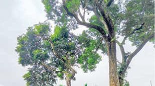 Tree poses danger in Beenaachi:ബീനാച്ചിയിൽ അപകടഭീഷണിയുയർത്തി വീട്ടിമരം