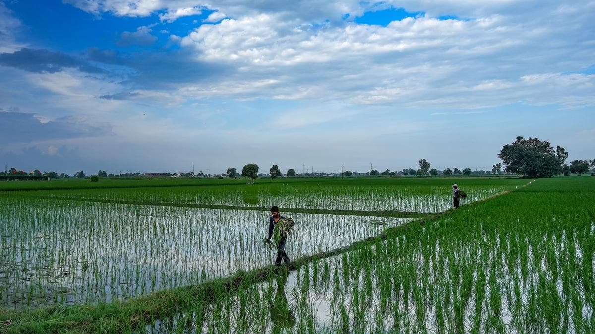 Water Crisis in Kerala:30 വർഷം, മലയാളി ഇല്ലാതാക്കിയത് 3.29ലക്ഷം ഹെക്ടർ നെൽപാടം, പെരുവെള്ളം താങ്ങാനാകാതെ കേരളം