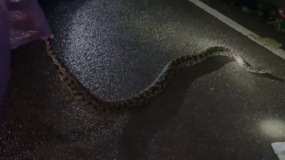 Giant Python Caught: ചെങ്ങന്നൂർ ഉമയാറ്റുകരയിൽ കൂറ്റൻ പെരുമ്പാമ്പ് പിടികൂടി
