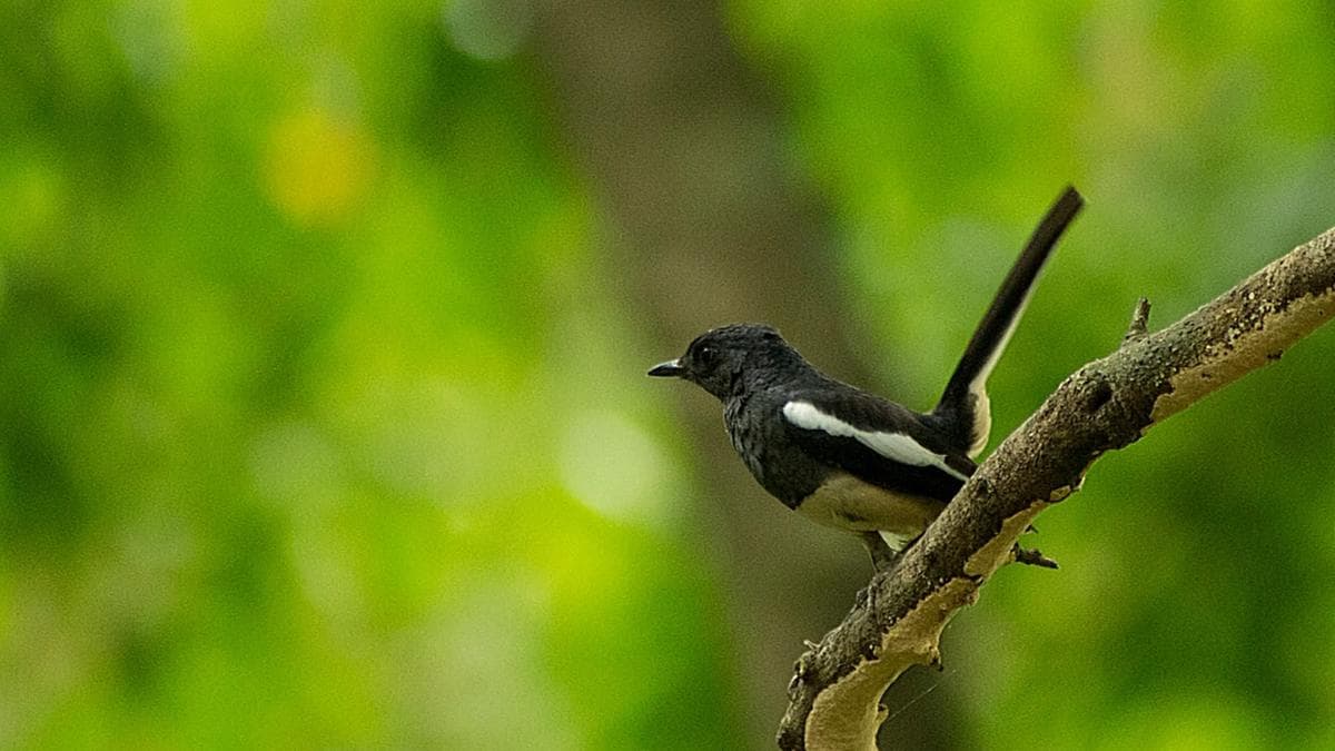 Songbird of the Future: ഭാവഗായകൻ, സ്വന്തക്കാരെ അടുപ്പിക്കില്ല, സ്ഥലം കയ്യേറും; കറൻസിയിൽപ്പോലും ഇടം പിടിച്ച മണ്ണാത്തിപുള്ള്