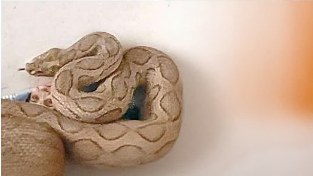 Nurse bitten by snake in Thrissur: തൃശൂരിൽ ജനകീയ ആരോഗ്യകേന്ദ്രത്തില് ഡ്യൂട്ടിക്കിടയില് നഴ്സിന് അണലിയുടെ കടിയേറ്റു