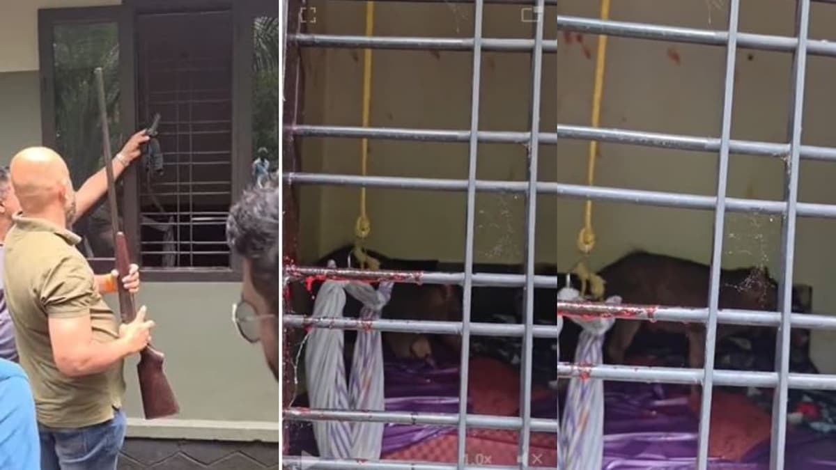 Wild Boar Intrusion in Manjeri:മഞ്ചേരിയിൽ വീടിനകത്തേക്ക് കാട്ടുപന്നി ഓടിക്കയറി, രണ്ടരവയസ്സുകാരി രക്ഷപ്പെട്ടത് തലനാരിഴക്ക്; പന്നിയെ വെടിവെച്ച് കൊന്നു