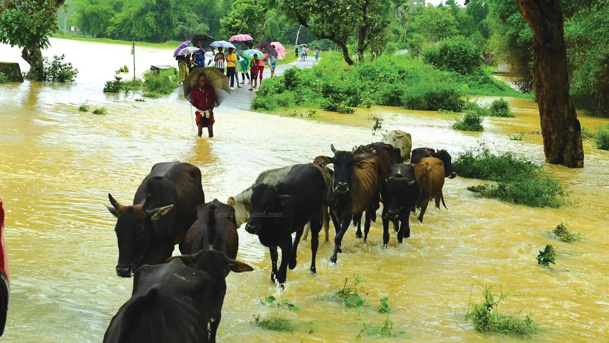 Disaster Relief Camp: ദുരിതാശ്വാസ ക്യാമ്പിലെ കഞ്ഞിയും ചോറും പശുക്കൾക്ക് നൽകുന്നോ? അമ്ലവിഷബാധയെന്ന അപകടം തിരിച്ചറിയുക
