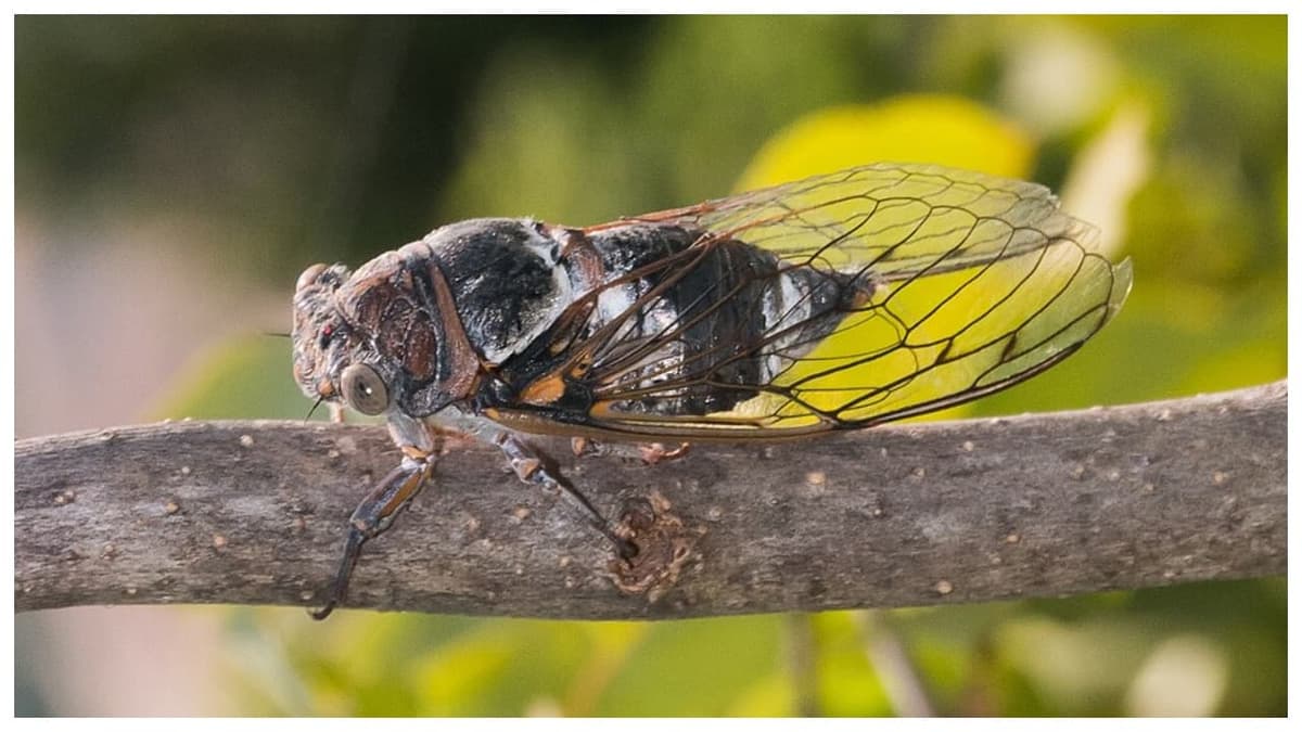 Sound of Cicadas: 18-കാരന് കേൾവി നഷ്ടം അനുഭവപ്പെട്ടു