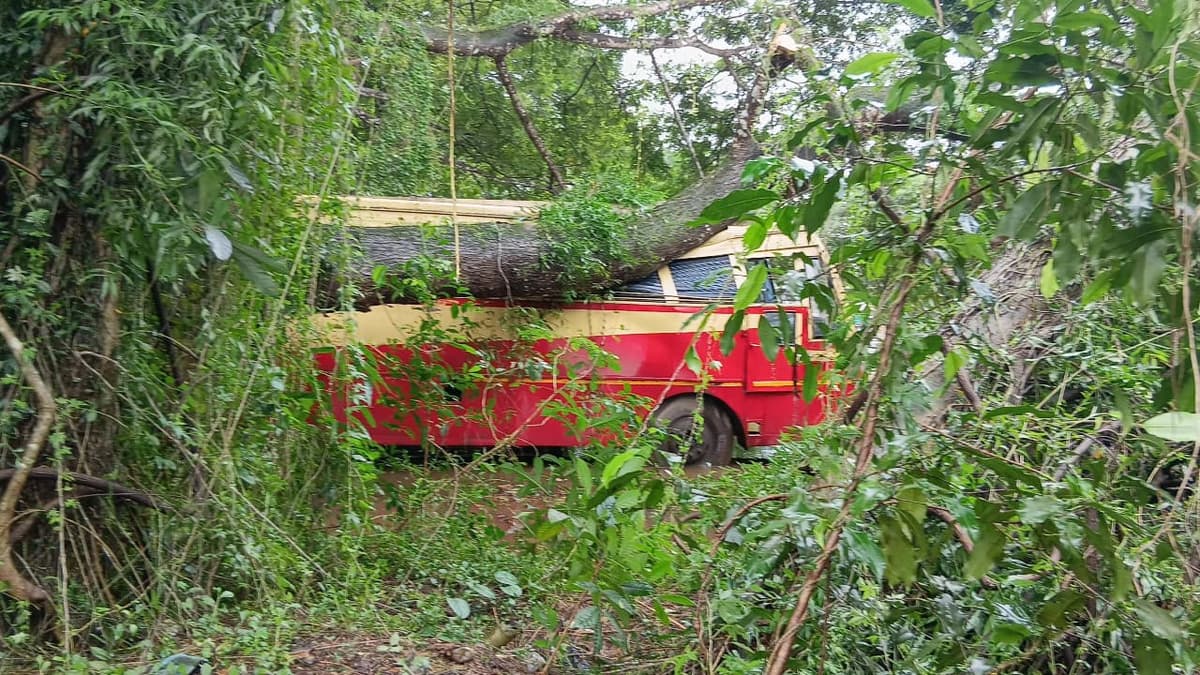 Tree falls on bus:ചേർത്തല കെഎസ്ആർടിസി ഡിപ്പോയിൽ വൻമരം ബസിന് മുകളിലേക്ക് വീണു