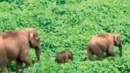 Elephant Gives Birth in Ambanad:അമ്പനാട്ടിൽ കാട്ടാനയ്ക്ക് സുഖപ്രസവം