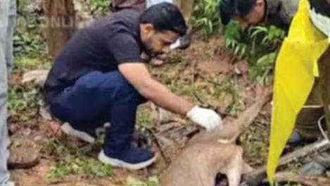 Fear in the Hills: കേരളത്തിൽ സ്കൂളിന് സമീപം കടുവയുടെ ഇരപിടിത്തം