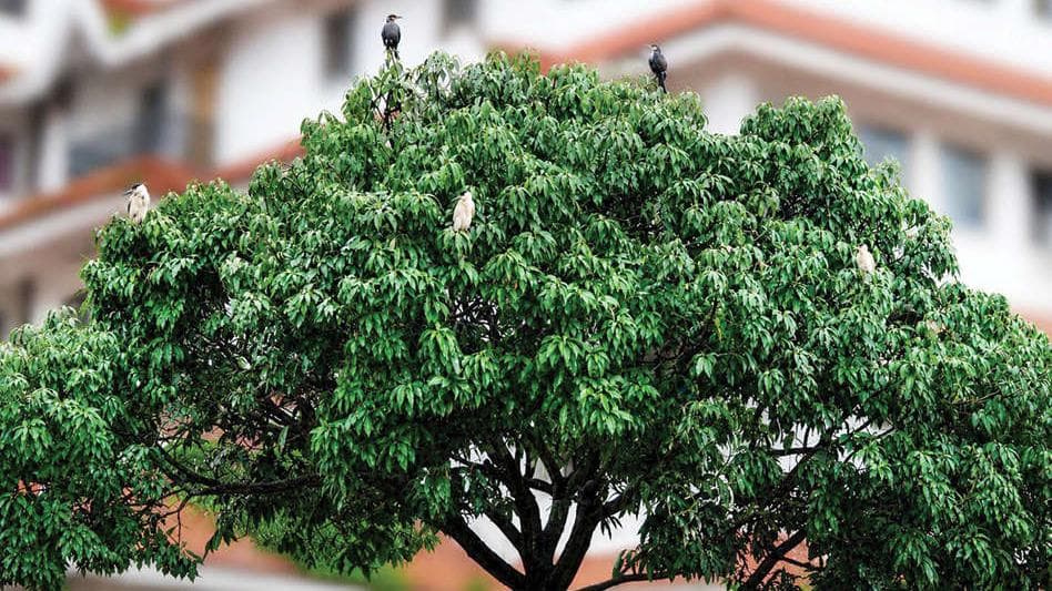 Remembering the Cormorants in Vadakara:വടകരയിലെ കൊറ്റില്ലങ്ങൾ ഓർമ്മയാകുന്നു