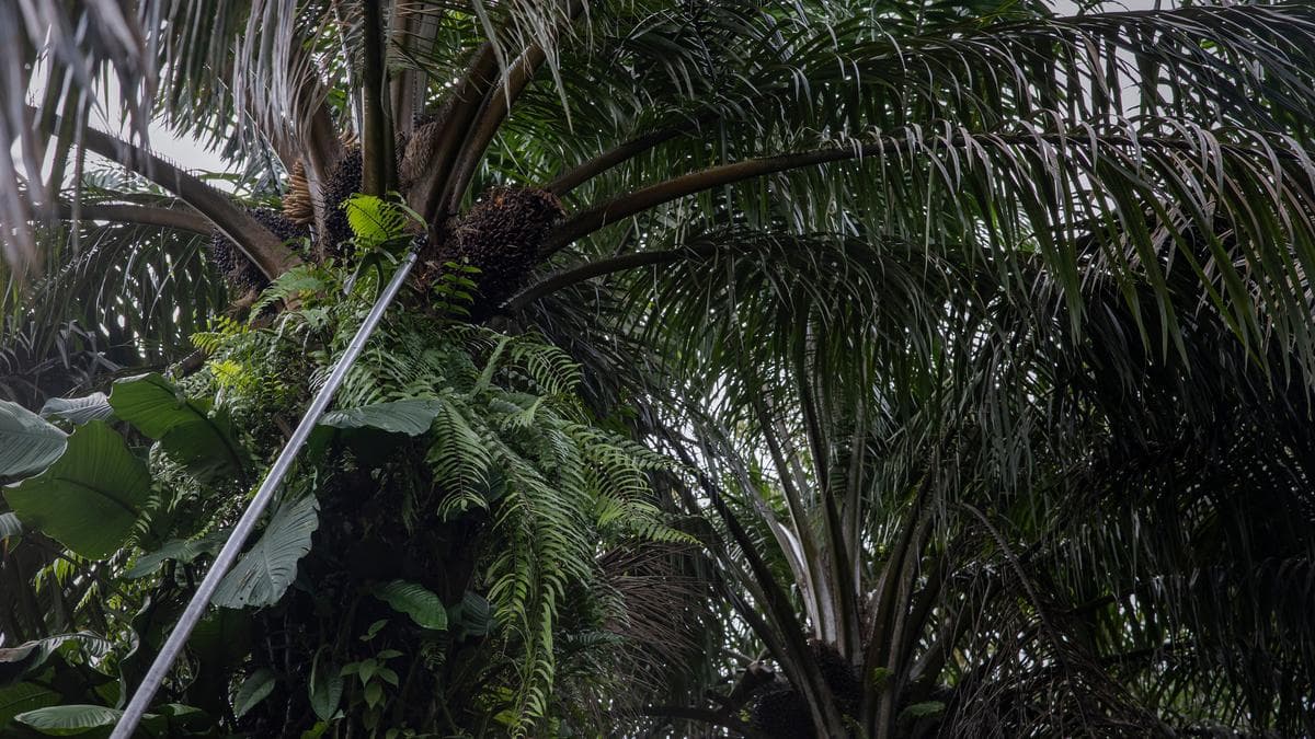 Loud noise in Erur oil palm plantation: ഏരൂർ എണ്ണപ്പനത്തോട്ടത്തിൽ ഉഗ്രശബ്ദം; കേട്ടത് മൂന്നുതവണ, പരിശോധന നടത്തി