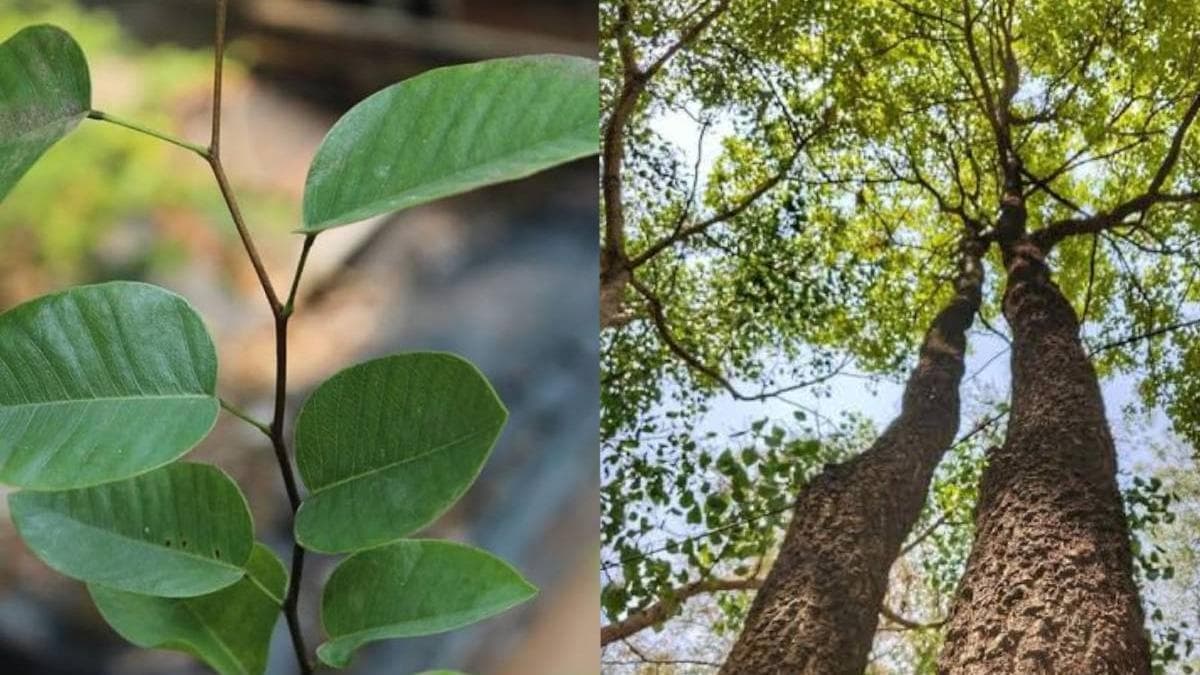 Fraud in Sandalwood Plants: ബയോടെക്നോളജിയിൽ തയ്യാറാക്കിയ രക്തചന്ദനച്ചെടികൾ, ഒന്നിന് 600 രൂപ; കോടികളുമായി മലയാളിസംഘം മുങ്ങി