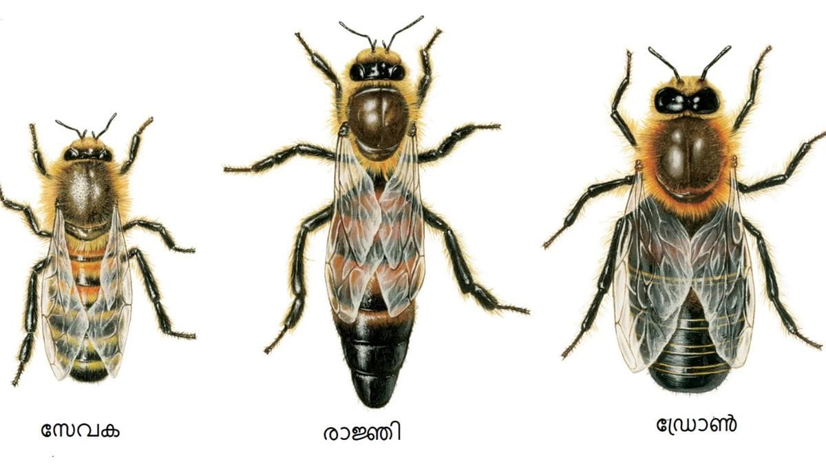 The Mystery of Male Bees:ആൺതേനീച്ചകളുടെ രഹസ്യം