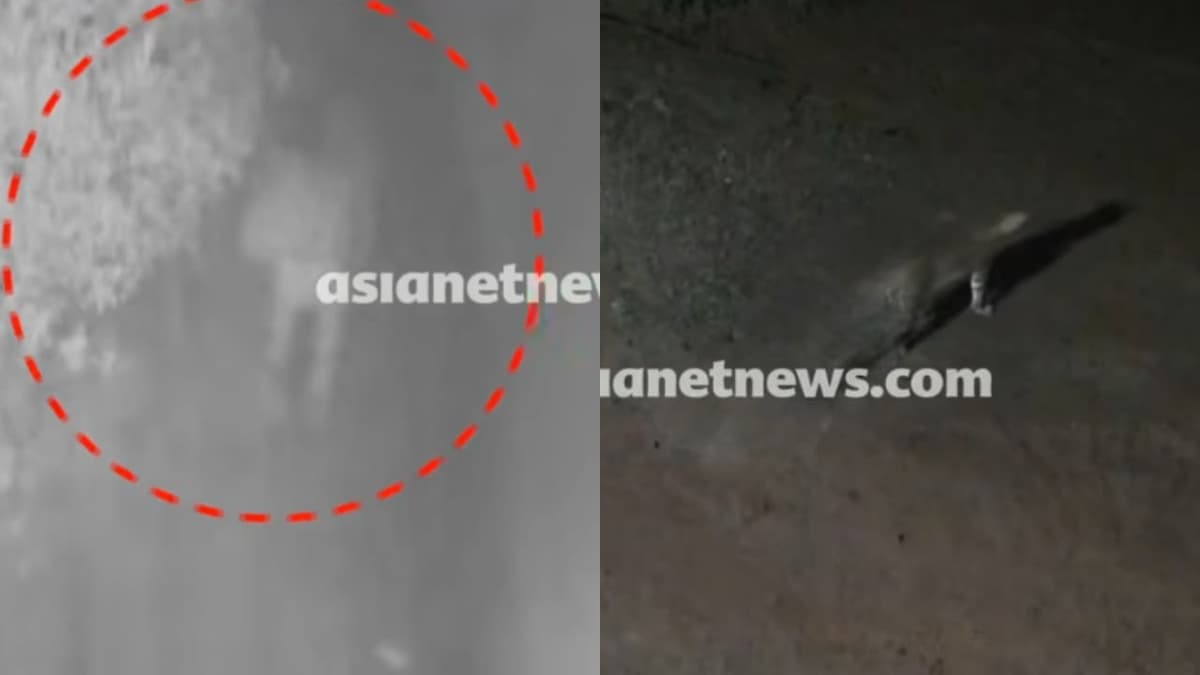 Wild Tiger Sighted Again: വയനാട് ചൂരൽമലയിൽ വീണ്ടും പുലി ഇറങ്ങി, വീട്ടിലെ വളർത്തുനായയെ പുലി പിടിച്ചു; ദൃശ്യങ്ങൾ പുറത്ത്; ജനം ഭീതിയിൽ