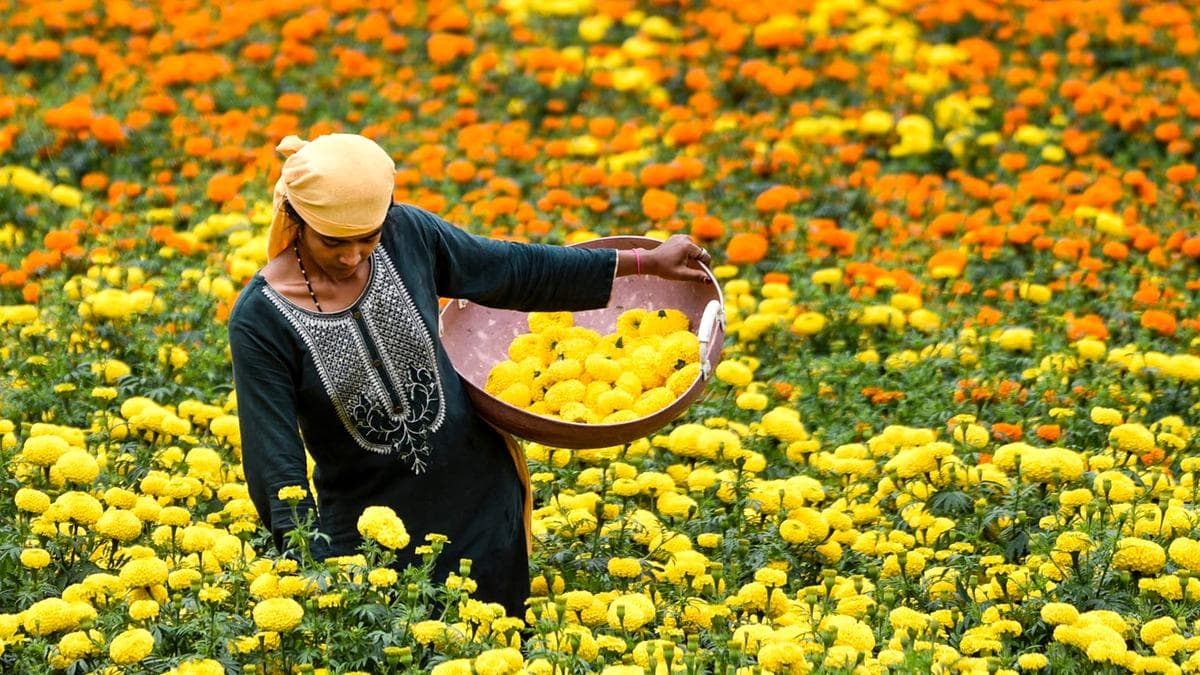 Scientific Harvesting Techniques: വിപണി കീഴടക്കാൻ ശാസ്ത്രീയ വിളവെടുപ്പ്