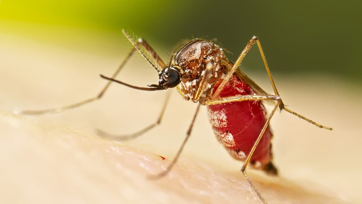 Chikungunya:ചിക്കുൻഗുനിയ ; പ്രതിരോധ മാർഗങ്ങളും ലക്ഷണങ്ങളും
