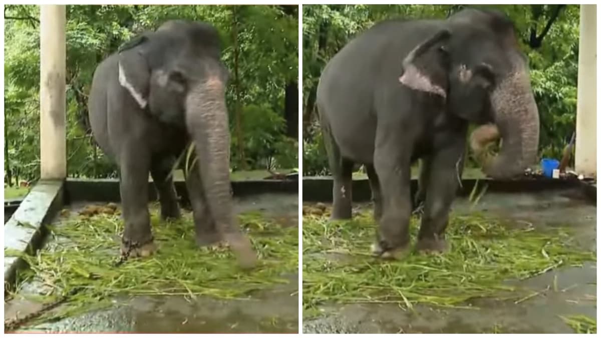 Elephant Tramples Man in Care Center:ആന പരിപാലനകേന്ദ്രത്തിൽ പാപ്പാനെ ആന ചവിട്ടി കൊന്നു; സംഭവം പത്തനംതിട്ട കോന്നിയിൽ