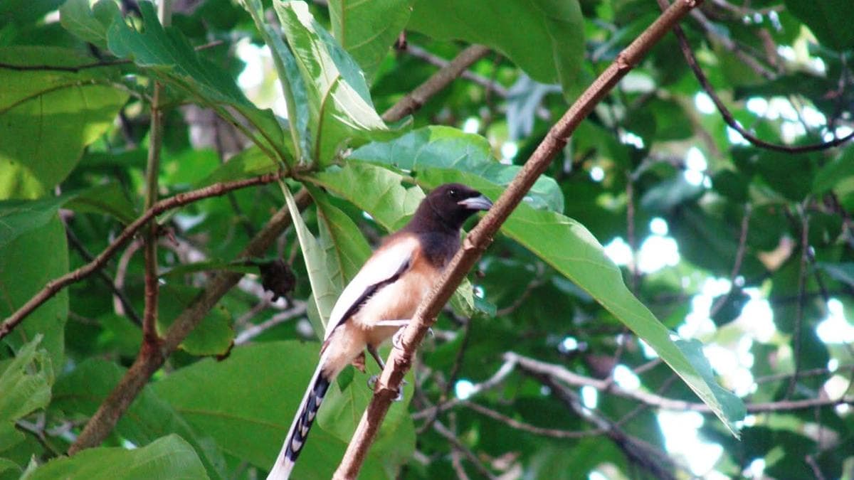 Birds of the Forest:ഓലഞ്ഞാലി കിളികളുടെ പ്രത്യേകതകൾ