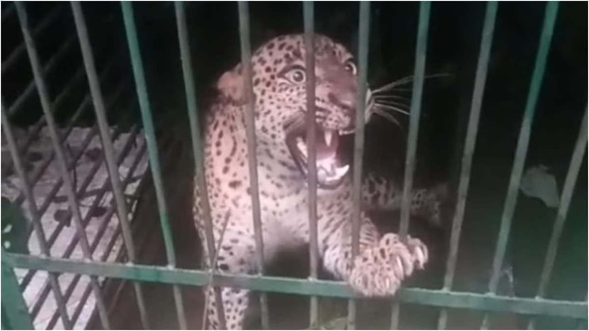 Tiger Caught in Trap:പത്തനാപുരത്ത് മാസങ്ങളായി നാട്ടുകാരെ ഭീതിയിലാഴ്ത്തിയ പുലി ഒടുവിൽ കെണിയിൽ