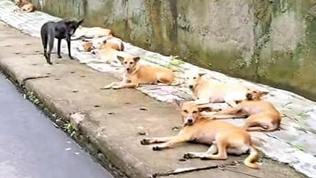 Street Dog Menace: തെരുവുനായ ശല്യം പൊറുതിമുട്ടി പാലോട്ടുകാർ