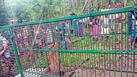 Tiger captured in the village: പുലി കൂട്ടിലായി, ആനയെ കാടുകയറ്റി; ആശ്വാസത്തോടെ അലിമുക്ക്