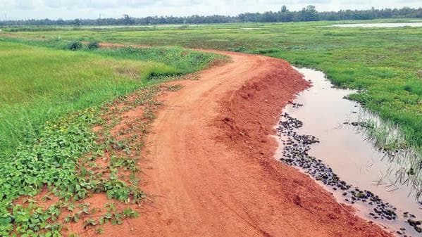 Infrastructure Issues in Padiyoor: പടിയൂർ- പൂമംഗലം കോൾമേഖല തരിശു തന്നെ