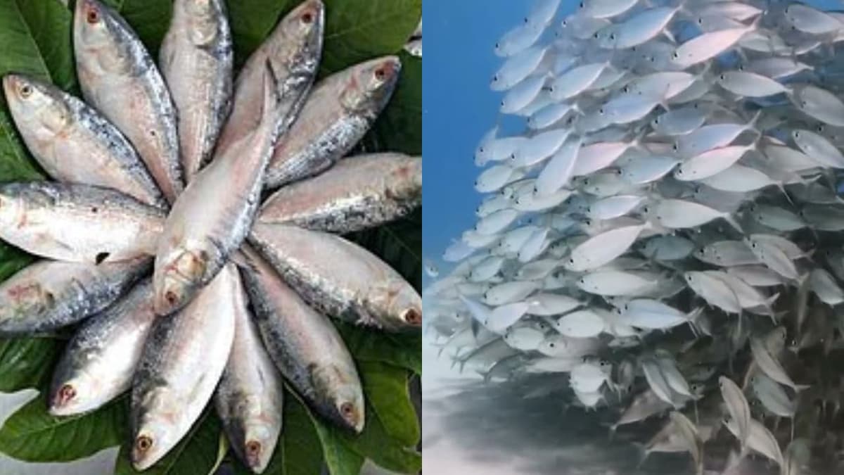 Return of Hills Fish:ഗംഗാ നദിയിലേക്ക് ഹിൽസ മത്സ്യം തിരിച്ചെത്തി
