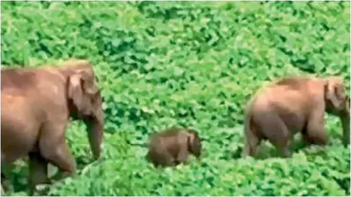 Elephant Birth in Ambanad Estate:അമ്പനാട് എസ്റ്റേറ്റിനരികെ കാട്ടാനയുടെ പ്രസവത്തിന് കാവലായി ആനക്കൂട്ടം