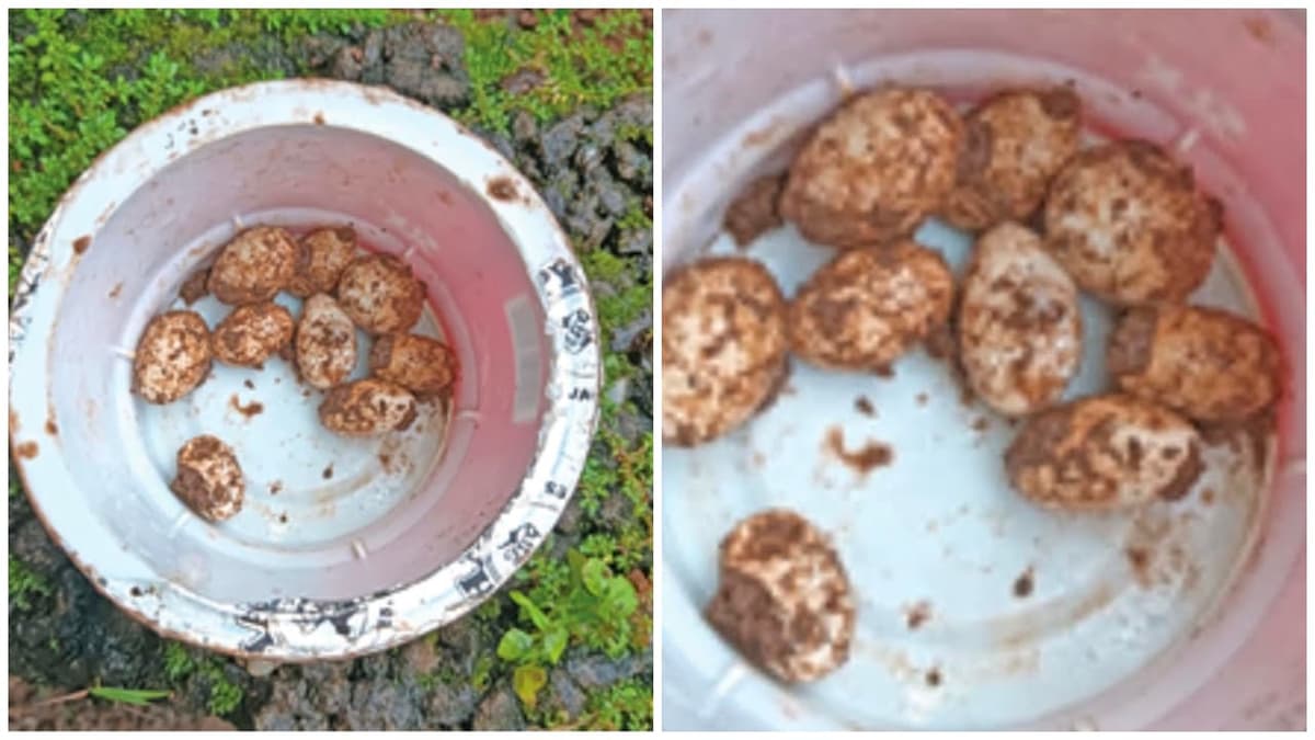Discovery of Snake Eggs:വീട്ടുമുറ്റത്ത് ചെടി നടുന്നതിനായി കുഴിയെടുത്തപ്പോൾ ഒൻപത് ചെറിയ മുട്ടകൾ; പെരുമ്പാമ്പിന്റേതെന്ന് സംശയം