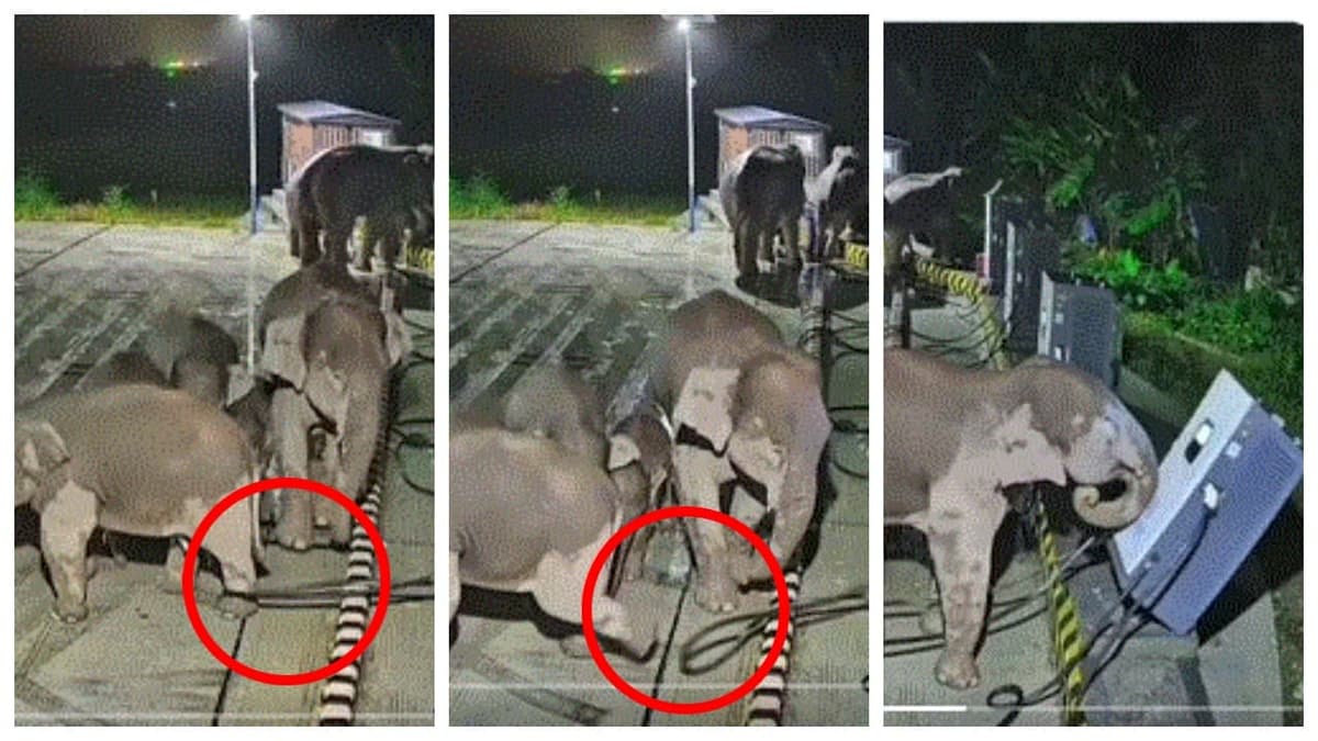 Charging Cable Incident:ചാർജിങ് കേബിൾ കുടുങ്ങിയ ആനയുടെ പ്രതികാരം വൈറലായി