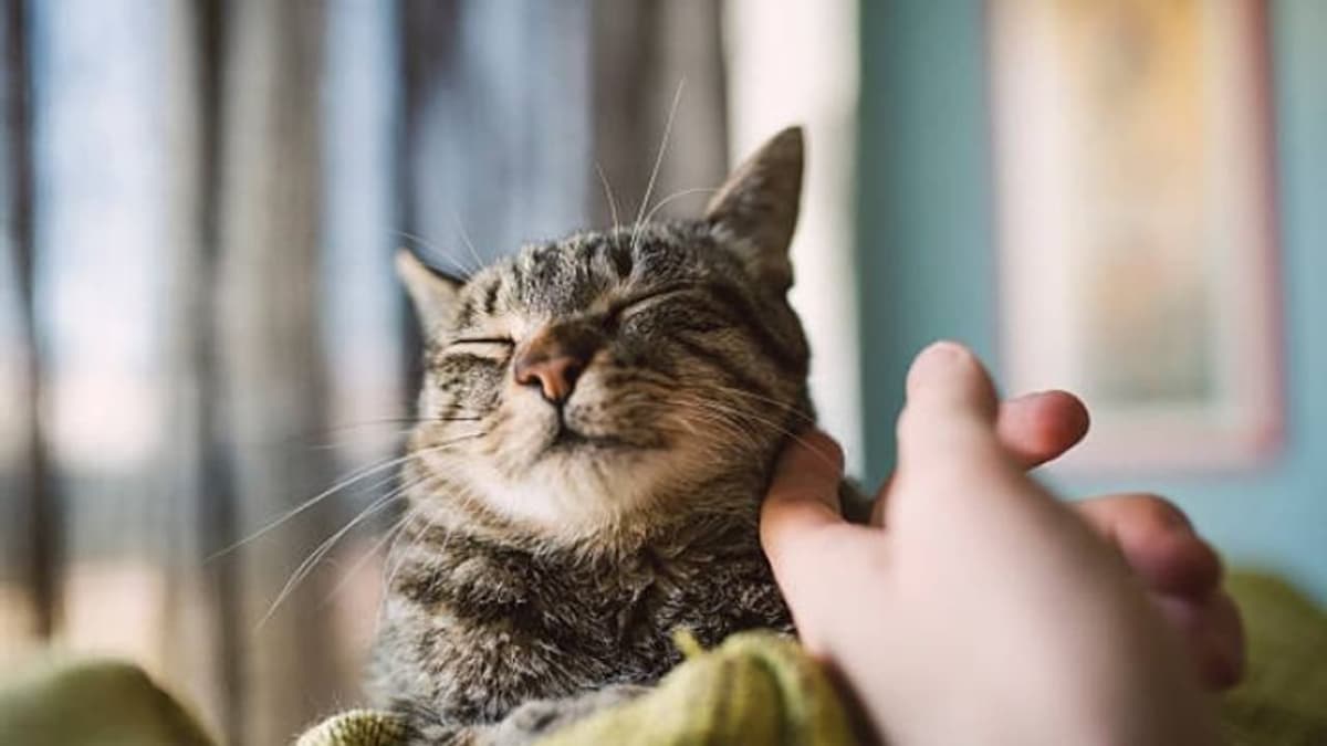 Caring for Pets During Monsoon:മഴക്കാലത്ത് മൃഗങ്ങളെ വളർത്തുമ്പോൾ ശ്രദ്ധിക്കേണ്ട കാര്യങ്ങൾ