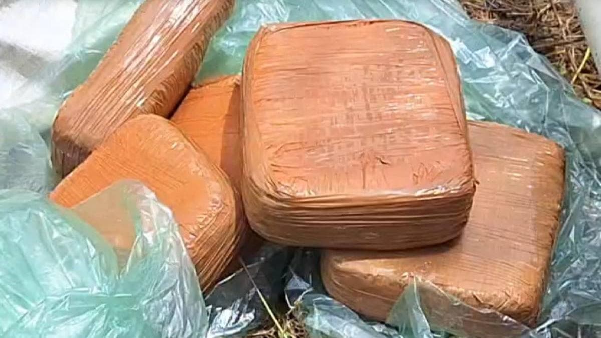 Drug Bust in Kundamangalam: കുന്ദമംഗലത്ത് 12 കിലോ കഞ്ചാവ് പിടികൂടി പോലീസ്