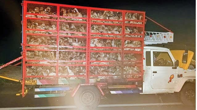 Rescue Operation by Police: പത്തനംതിട്ടയിൽ തീപിടിച്ച പിക്കപ്പിൽ നിന്ന് താറാവുകൾ രക്ഷിച്ചു