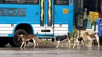 Street Dog Menace in Ulliyeri:ഉള്ളിയേരിയിൽ തെരുവുനായ ശല്യം രൂക്ഷം യാത്രക്കാരും വിദ്യാർഥികളും ഭീതിയിൽ