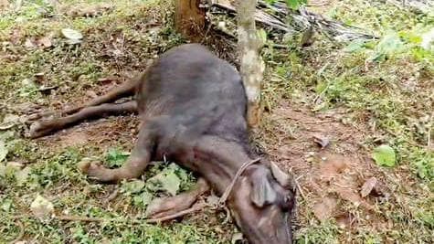 Wild Animal Attacks: കടുവ, പുലി ഭീതിയോടെ ജനം