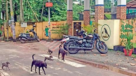 Street Dog Menace: തെരുവുനായ്ക്കളെ ഭയന്ന് ക്ലാപ്പന ഗ്രാമം